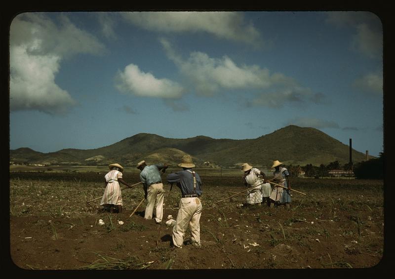 Cultivating sugar cane of the Virgin Islands Company land, vicinity of Bethlehem, St. Croix. As a work for the US government it is in public domain.