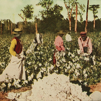 cotton pickers houston